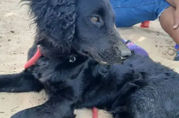 Perro perdido macho, Carretera Vereda de Cantarranas, Km 7, Vejer de la Frontera, Chiclana de la Frontera - cachorro negro de pelo rizado - photo
