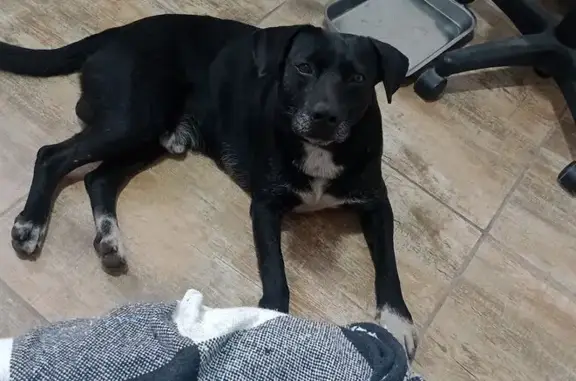 Encontrado cachorro macho pret...
