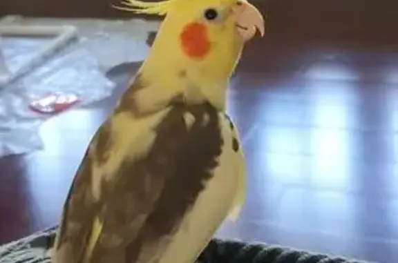Lost bird, Renforth Drive, 284...