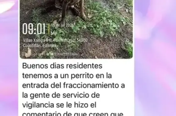 Animales encontrados Mexico City, foto: Encontrado perro macho, Villas Xaltipa 2, Conjunto Urbano Paseos del Bosque, Mexico City - muy tranquilo
