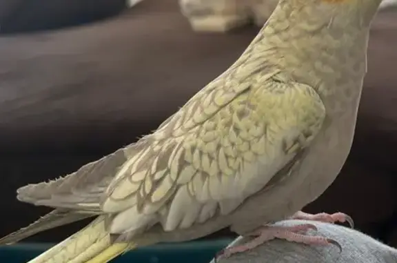 Lost bird, Westwood Avenue, 668, Long Branch, Ship Bottom - very friendly, likes to sit on your head - photo