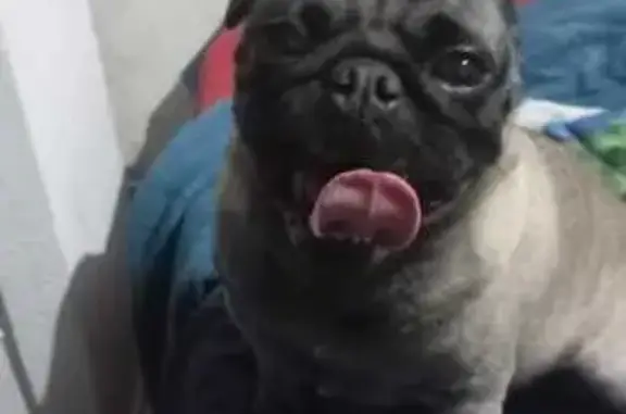 Animales perdidos Mexico City, foto: Perdido perro macho, Avenida Rio Manzano, Chicoloapan de Juárez, Mexico City - pug más oscurito de su cara