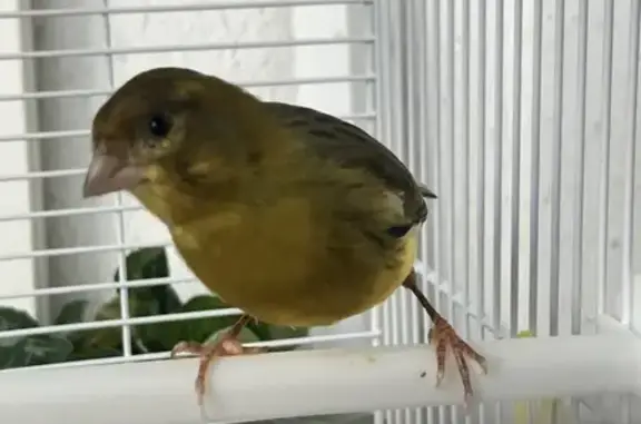 Animaux trouvés Paris, photo: Trouvée oiseau mâle, Avenue Alfred Borriglione, Nice - canari serin espagnol mâle