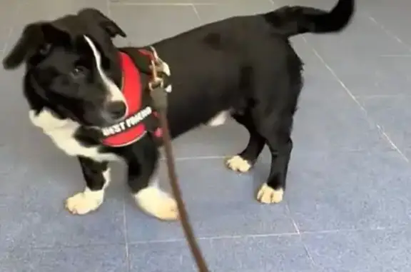Perro perdido macho, Rúa das Casas Novas, Santiago de Compostela, Vigo - pequeño negro con patas y morro blanco - photo