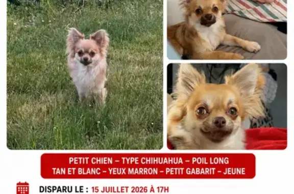 Chien perdu mâle, Rue de la Bayte, 633, Montpellier - collier jaune - photo