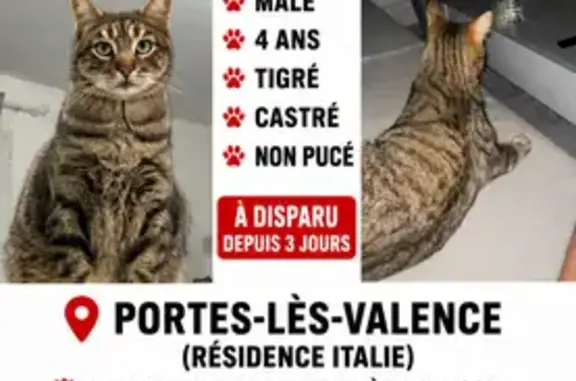 Chat perdu mâle, Rue Marcel Paul, Portes-lès-Valence — tigré, affectueux - photo