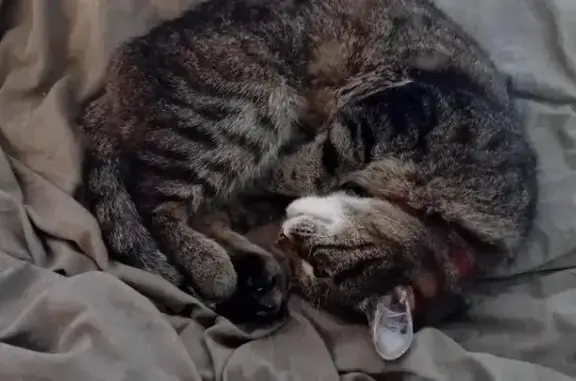 Chat perdu mâle, Fayence — tigré tabby, collier rouge avec clochette - photo