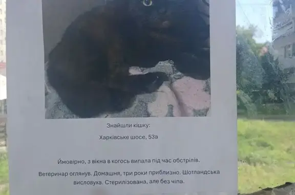 Пошук домашніх тварин в Україні, фото: Знайдена кішка, Ялтинська вулиця, 7/17, Київ