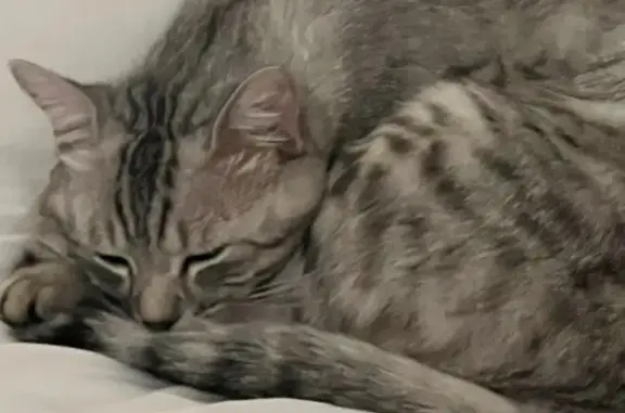 Il a disparu par la fenêtre, charlie est castré et pucé, il a le pelage tigré blanc et gris, il est plutôt fin, avec des petites épaules et des grosses fesses
