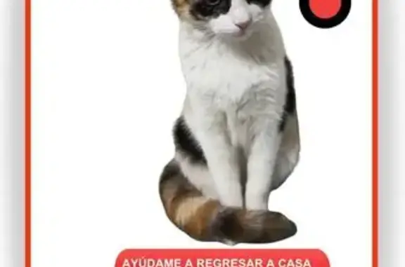 Perdido gato hembra, Paseo los Baños, Roquetas de Mar, Mostoles - gata tricolor con antifaz negro - photo