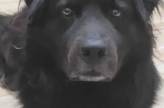 Perdido cachorro macho, Rua Cândido de Oliveira Carvalho, 1025 — todo preto, raça chowchow - photo