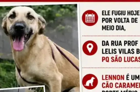 Perdido cachorro macho, Rua Professor Lelis Vilas Boas, São Paulo - cão caramelo claro, porte médio - photo
