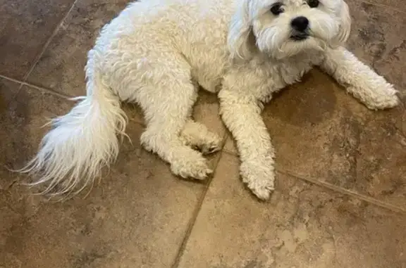 Lost dog, West Reeves Avenue, 72, San Tan Valley, Queen Creek - male, white coat, black nose - photo