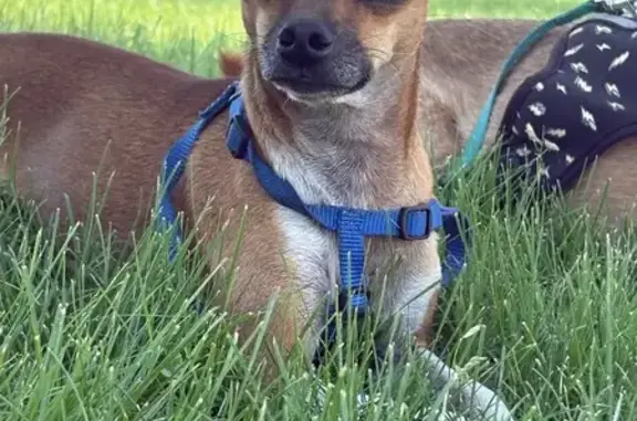 Lost dog - female, Arno Street Northeast, Houston - 6 lb, curled tail - photo