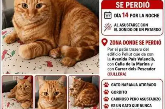 Perdido gato macho, Cullera, Valencia, España - photo