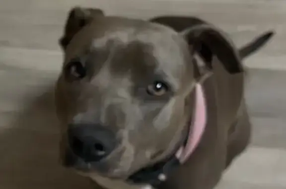 Lost dog, Rae Street, Mackay - blue coat with white chest - photo