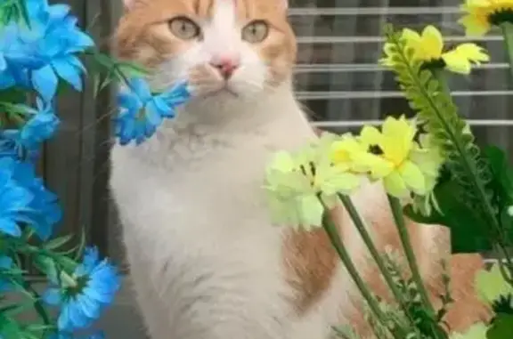 Blanco con manchas grandes naranjas, ojos verdes, bastante miedoso