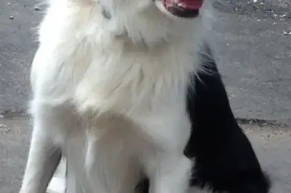 Chien perdu, femelle, Cabrières, Montpellier — noire et blanche, âgée de 15 ans, sourde - photo