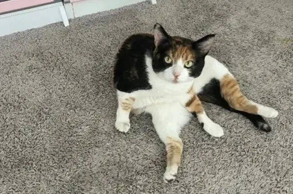 Missing cat Clovis, photo: Lost cat, Roberts Avenue, Clovis - calico female, 4 years old