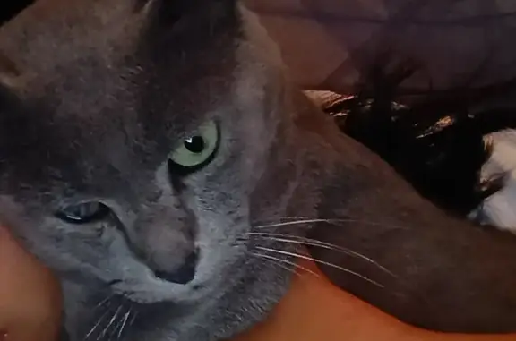 Perdido gato macho, Prolongación Tacámbaro, Cuautla - tuerto y totalmente gris - photo