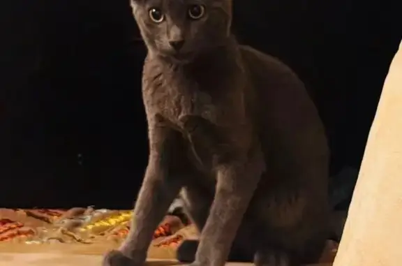 Se ha perdido gata de color gris, de pelo corto y ojos verdosos. Es muy esbelta y tiene las orejas grandes. Si la has visto, por favor contacta con nosotros