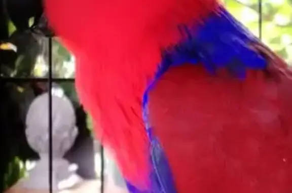 Perdue oiseau femelle, Martigues, Provence-Alpes-Côte d'Azur, Arles - petit perroquet eclectus rouge et bleu - photo