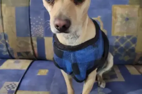 Perdido perro macho, Santos Degollado, 131, Celaya - orejas grandes y levantadas - photo