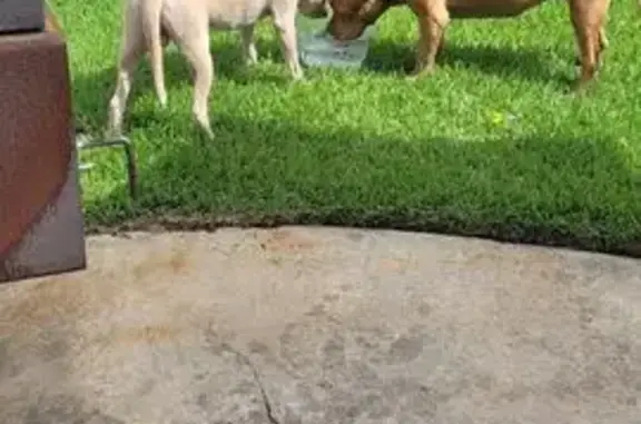 Found dog, Baron's Place, 17,...