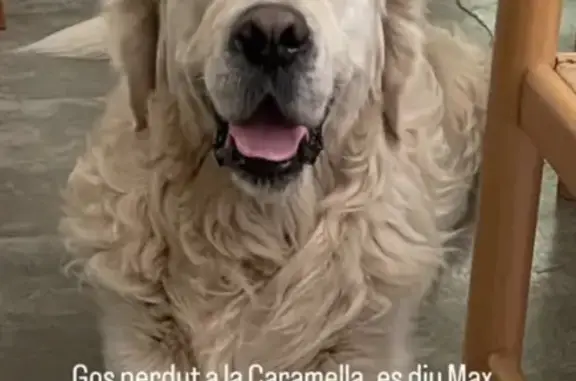 Perdido perro macho, La Caramella, 43520, Tarragona, España, Tortosa - blanco y muy sociable - photo