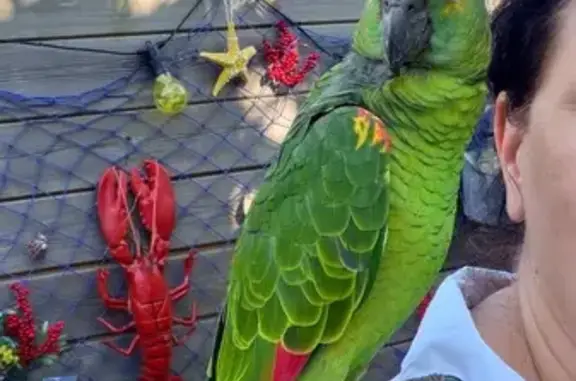Perdue oiseau mâle, Impasse de la Fontaine, 13, Courçon - photo