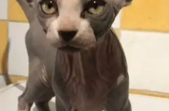 Chat perdu mâle, Rue Charles de Gaulle, 719, Portes-lès-Valence - chat sans poil sphynx gris et blanc - photo