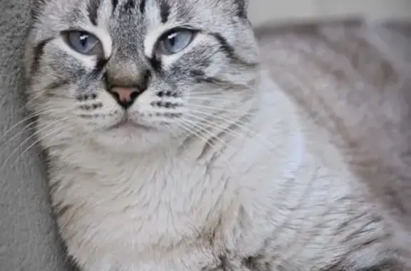 Es una gata blanquita rayada siames, ojos azules, patas cortas y es gordita, es asustadiza y nunca se ha escapado hasta ahora, maulla mucho, no la hemos visto desde ayer por la noche, lleva chip
