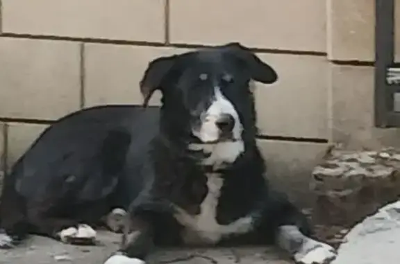 Chien perdu, femelle, L'Hôpital, Quessoy - labrador noir avec collier blanc - photo