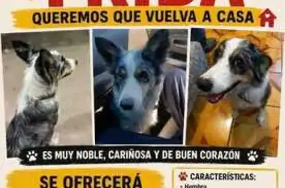 Perdido perro hembra, Leon de los Aldama - raza borde colli mirlo - photo
