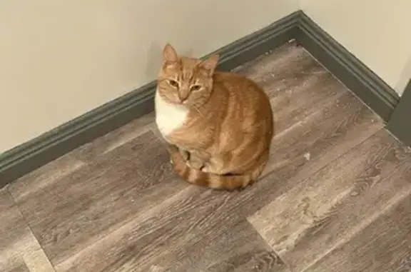 Lost cat, Kingfisher Street, Hobart — male, ginger, microchipped - photo