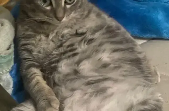 Missing cat Rockford, photo: Lost cat, Broadway, 2221, Rockford — medium-sized, snub tail