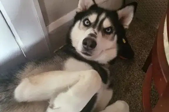 Lost dog, Kellogg Avenue, 1333, Akron - very friendly husky named Bandit - photo