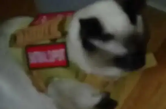 Lost cat, Northeast A Street, 825, Grants Pass — chocolate Siamese, missing right eye - photo