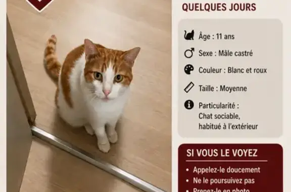 Chat perdu mâle, Rue Jean-François Bouthier, 7, Vienne — blanc et roux, castré - photo
