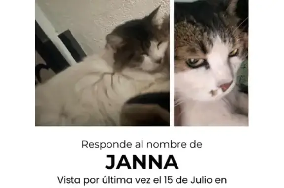 Perdido gato hembra, Ojo de Ag...