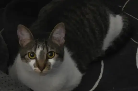 Perdido gato fêmea, Rua Emílio Zaluar, 98 - branca e rajada, olhos amarelos - photo