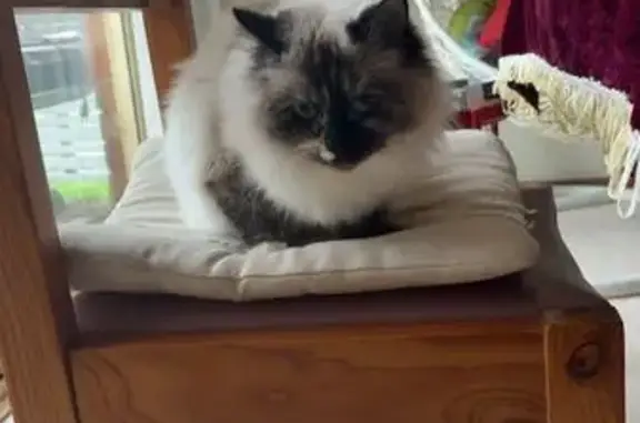 Missing cat Melbourne, photo: Lost cat, Cathies Lane, 159, Melbourne - female
