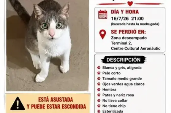 Perdido gato hembra, Camí Cal Mones, 26, El Prat de Llobregat - blanca y gris atigrada, ojos verdes - photo