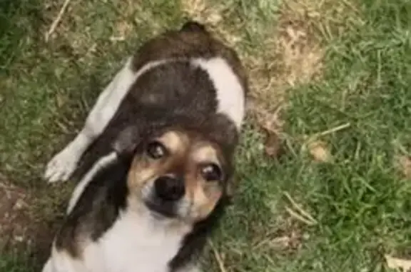 Perdido perro macho, Avenida de las Huertas, 477, Naucalpan de Juárez - manchas marrones y blanco - photo