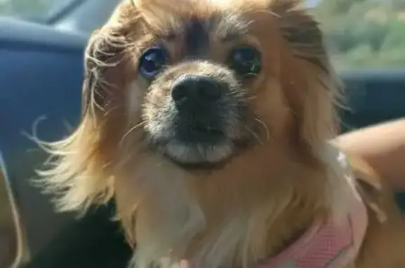 Perdido perro hembra, Diseminado el Hornillo, Andalucía, Valladolid — tamaño pekinés - photo