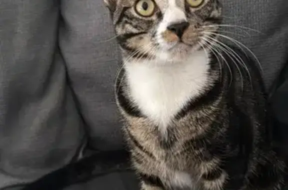 Lost cat, Lacre Road, ERF62023...