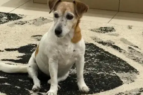 Lost dog, Eastmoor Crescent, 3...