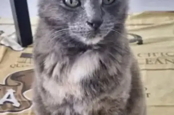 Lost cat, Bottlebrush Street, Adelaide, Angle Vale - very small, fluffy fur coat - photo