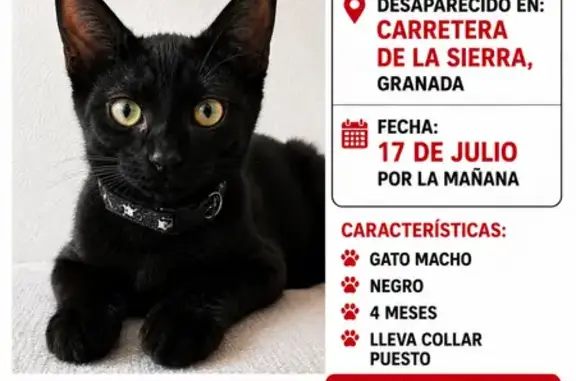 Perdido gato macho, Carretera de la Sierra, 35B, Granada - lleva collar - photo