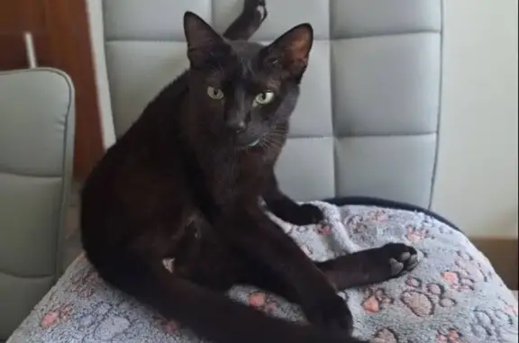 Perdido gato macho, Calle Camino de Salteras, 29, Espartinas, Mairena del Aljarafe — negro, con chip - photo